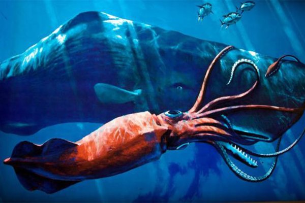 Kraken13at